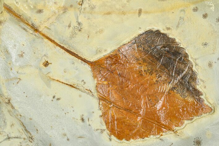 Paleocene Fossil Leaf (Zizyphoides) - Montana #377915